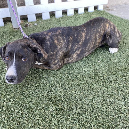 *FLUTTER FLY, a dog for adoption from Stanislaus County Animal Services
