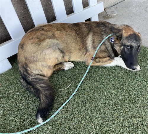 A614951, a dog for adoption from Stanislaus County Animal Services