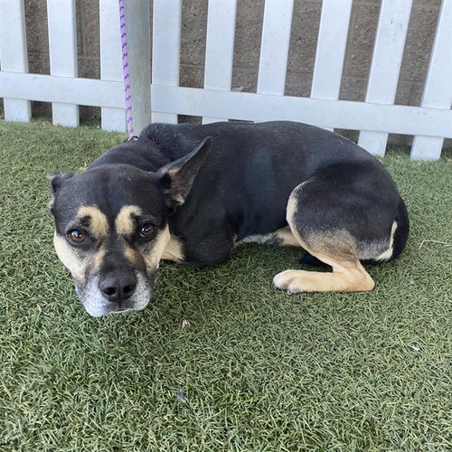 *LUCY, a dog for adoption from Stanislaus County Animal Services