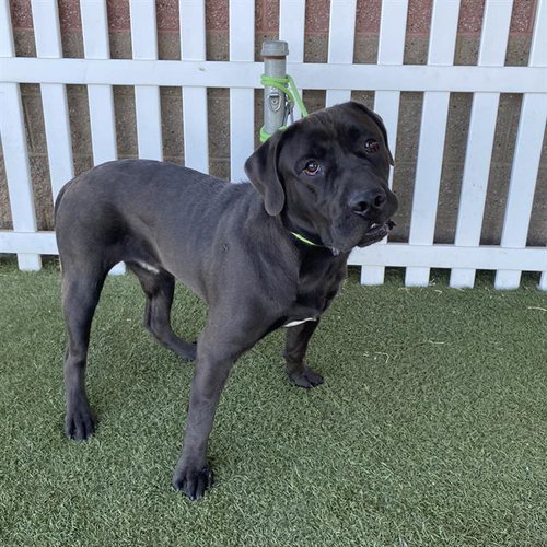 *ROCKY, a dog for adoption from Stanislaus County Animal Services