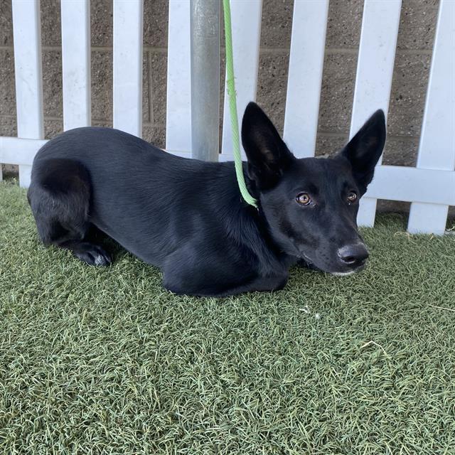 A615007, German Shepherd Dog