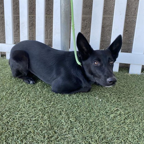 *CHER, a dog for adoption from Stanislaus County Animal Services