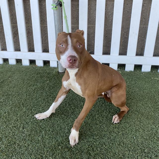 A615012, Pit Bull Terrier