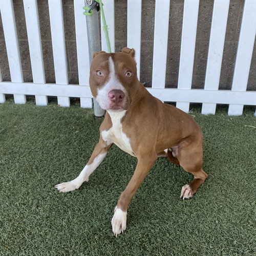 *GINGER BILLY, a dog for adoption from Stanislaus County Animal Services
