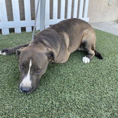 BRUTUS, a dog for adoption from Stanislaus County Animal Services