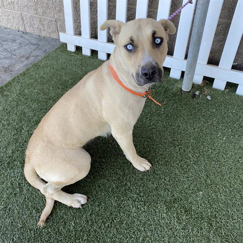 BLONDIE, a dog for adoption from Stanislaus County Animal Services