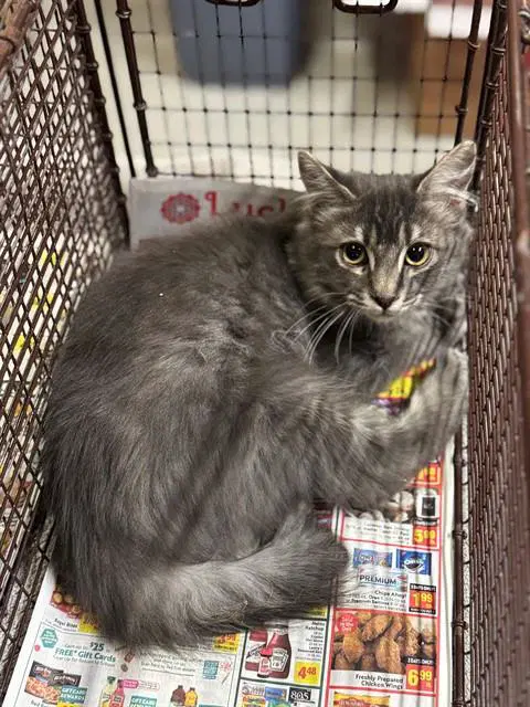 Puppet - Domestic Short Hair