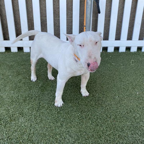 CHICO, a dog for adoption from Stanislaus County Animal Services