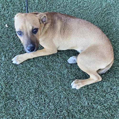 *CHOTSY, a dog for adoption from Stanislaus County Animal Services