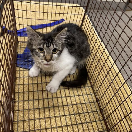 A614904, a cat for adoption from Stanislaus County Animal Services