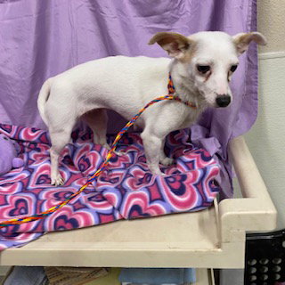 A615057, a dog for adoption from Stanislaus County Animal Services