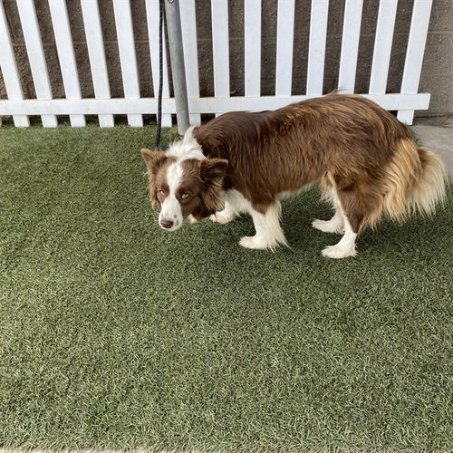 A615081, a dog for adoption from Stanislaus County Animal Services