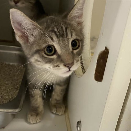 LOLA, a cat for adoption from Stanislaus County Animal Services