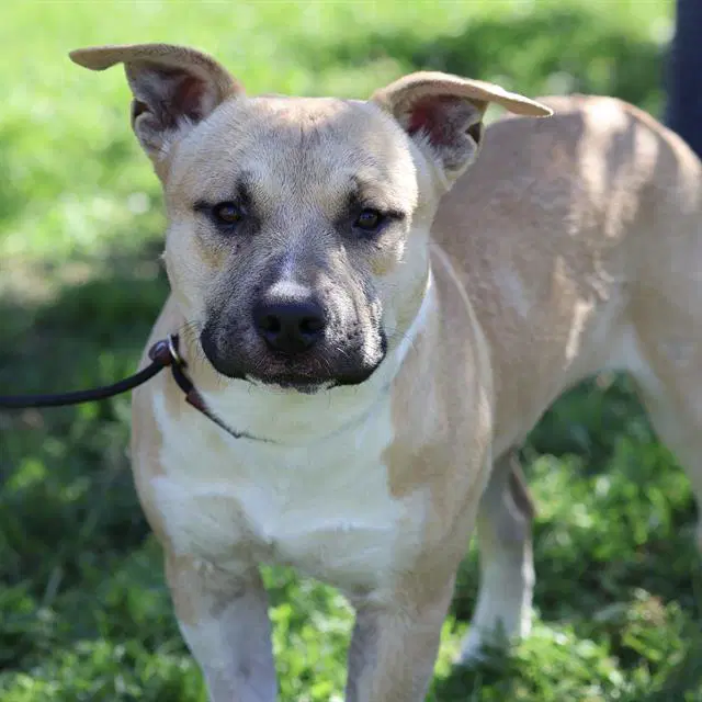 Ryan - Pit Bull Terrier