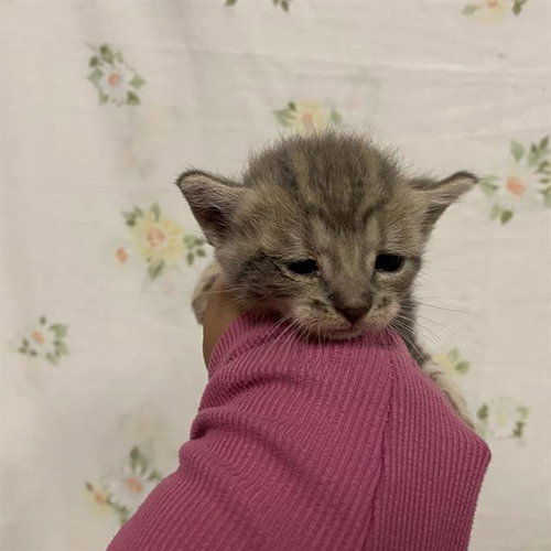 BRAN STARK, a cat for adoption from Stanislaus County Animal Services
