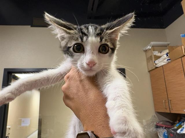 Cayenne