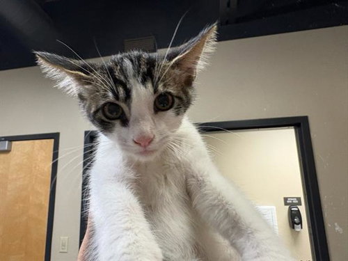 *OREGANO, a cat for adoption from Stanislaus County Animal Services