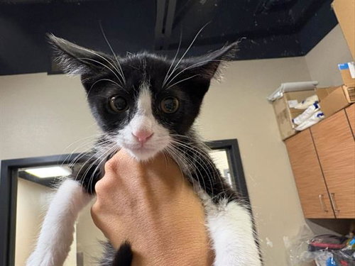 *PARSLEY, a cat for adoption from Stanislaus County Animal Services