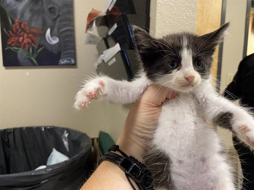 A613698, a cat for adoption from Stanislaus County Animal Services
