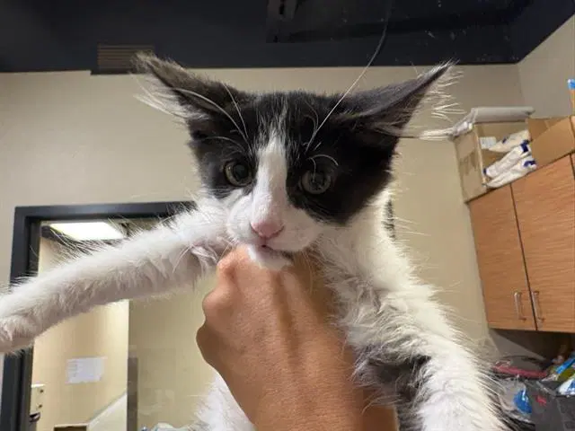 Rosemary - Domestic Short Hair