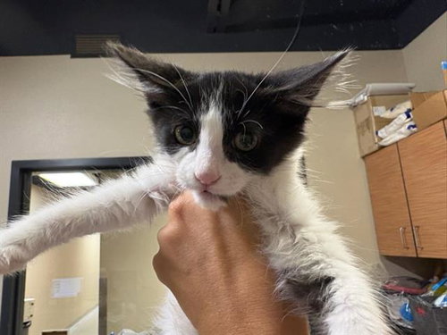 *ROSEMARY, a cat for adoption from Stanislaus County Animal Services