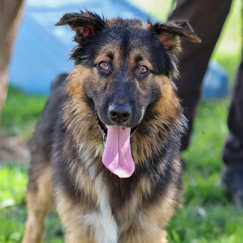 *GRIZZLY, a dog for adoption from Stanislaus County Animal Services