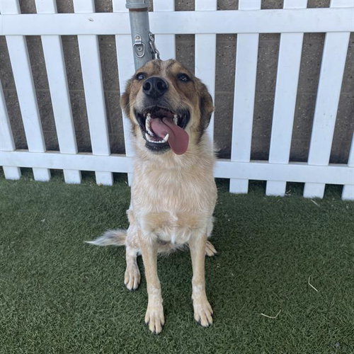 HAZEL, a dog for adoption from Stanislaus County Animal Services