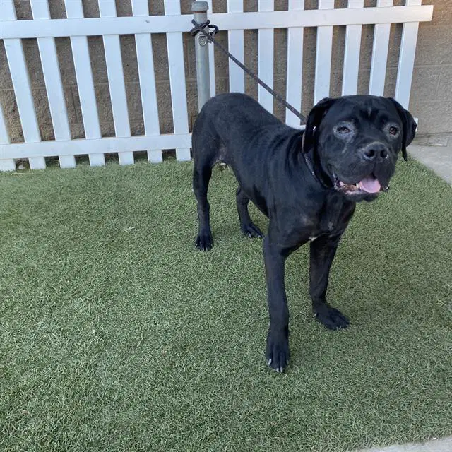 Unknown - Mastiff