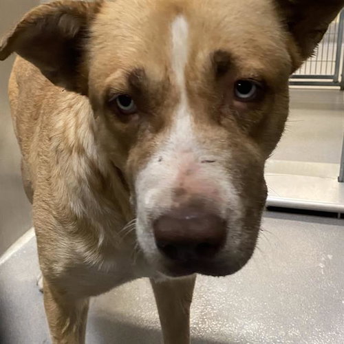 MARY JANE, a dog for adoption from Stanislaus County Animal Services