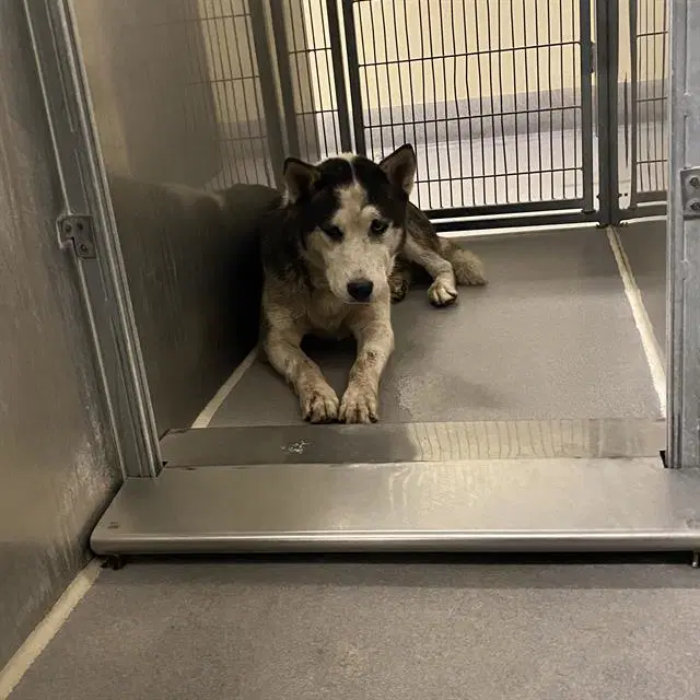 Choncho - Siberian Husky