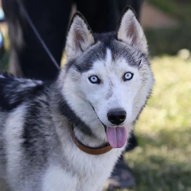 Bluey - Siberian Husky