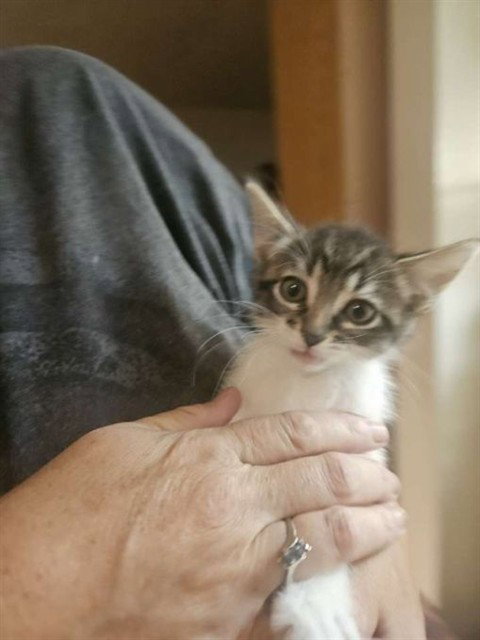 FETA, a cat for adoption from Stanislaus County Animal Services