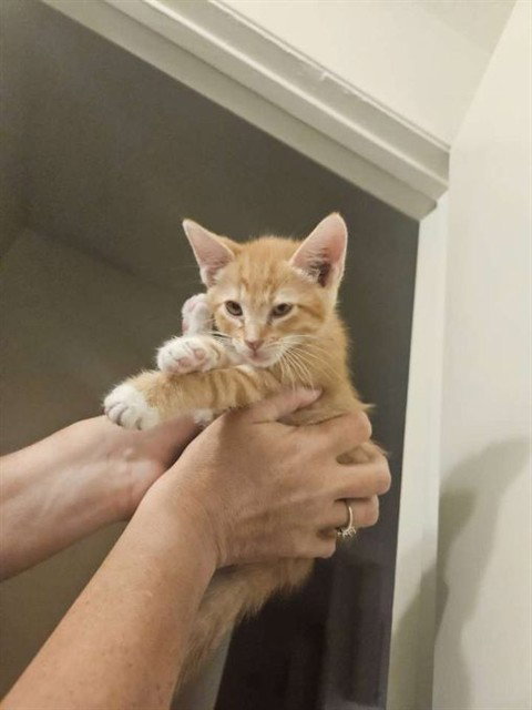 SHARP CHEDDAR, a cat for adoption from Stanislaus County Animal Services
