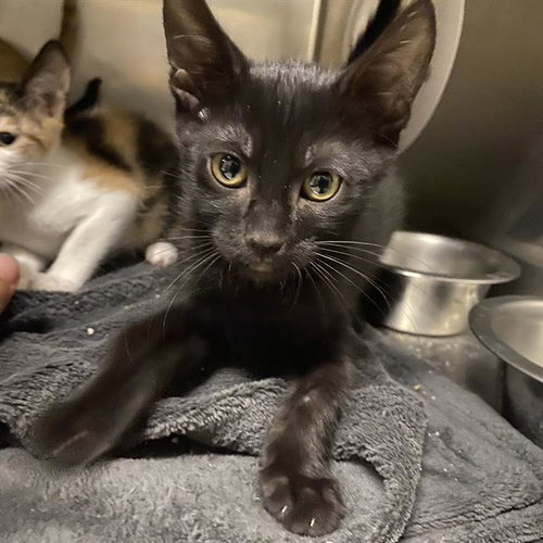 *LILITH, a cat for adoption from Stanislaus County Animal Services