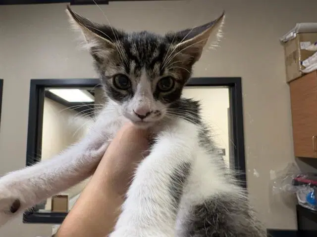Paprika - Domestic Short Hair