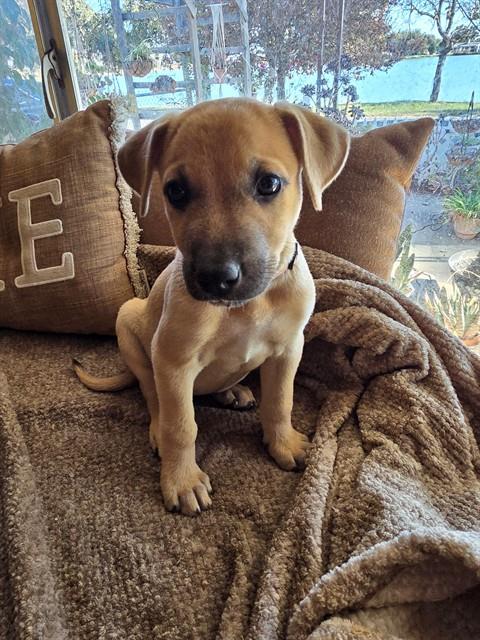 *SUGAR, a dog for adoption from Stanislaus County Animal Services