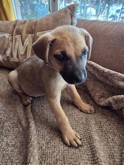 *CHESTER, a dog for adoption from Stanislaus County Animal Services