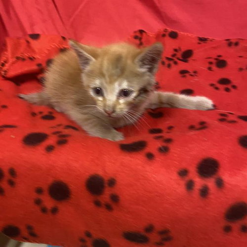 *SCAR, a cat for adoption from Stanislaus County Animal Services