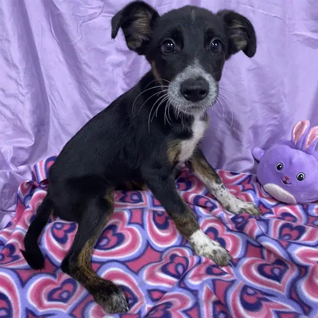 Unknown - Australian Cattle Dog/Blue Heeler