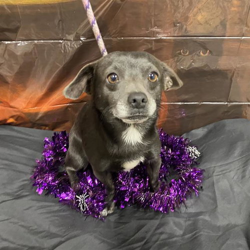 A615152, a dog for adoption from Stanislaus County Animal Services