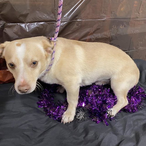 A615153, a dog for adoption from Stanislaus County Animal Services