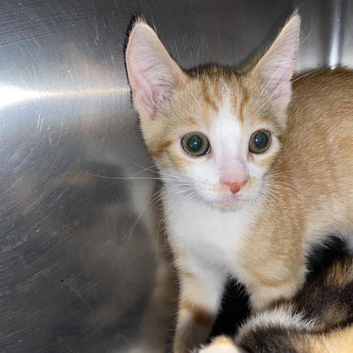 *PUMPKIN, a cat for adoption from Stanislaus County Animal Services