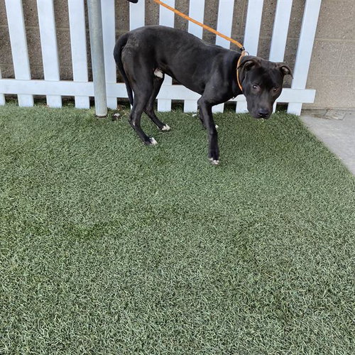 A615045, a dog for adoption from Stanislaus County Animal Services