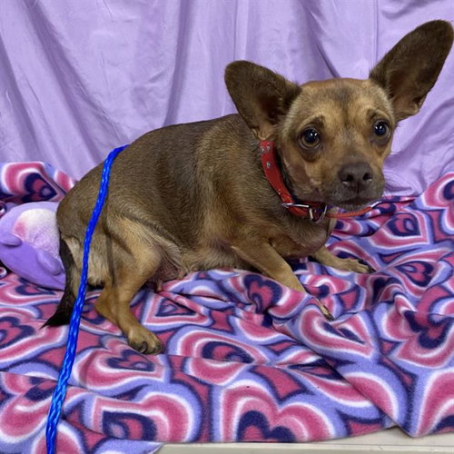 A615058, a dog for adoption from Stanislaus County Animal Services
