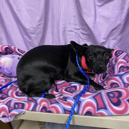 PERCY, a dog for adoption from Stanislaus County Animal Services