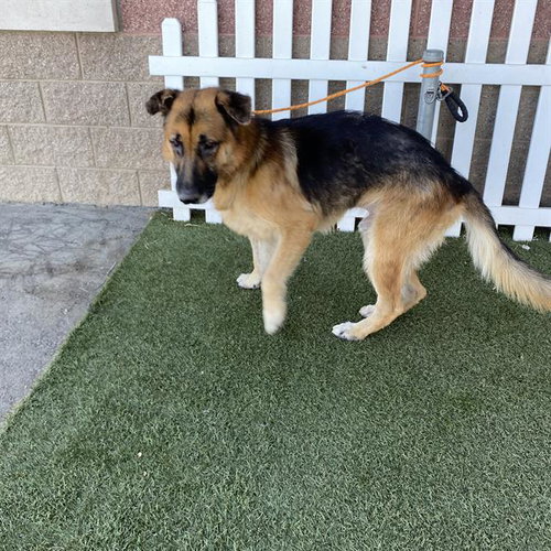 A615065, a dog for adoption from Stanislaus County Animal Services