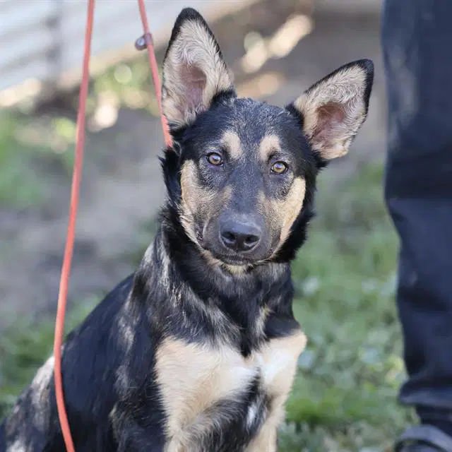 Unknown - German Shepherd Dog