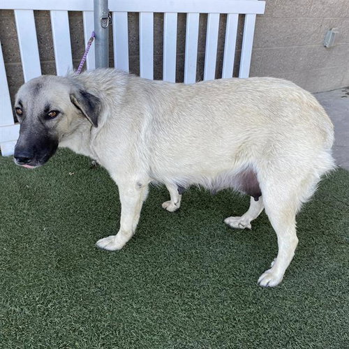 A615177, a dog for adoption from Stanislaus County Animal Services