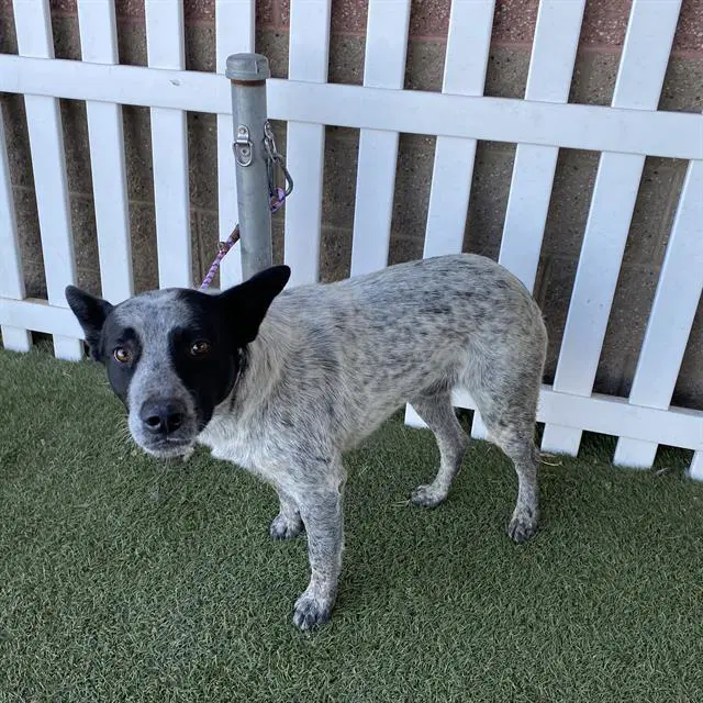 Azul - Queensland Heeler