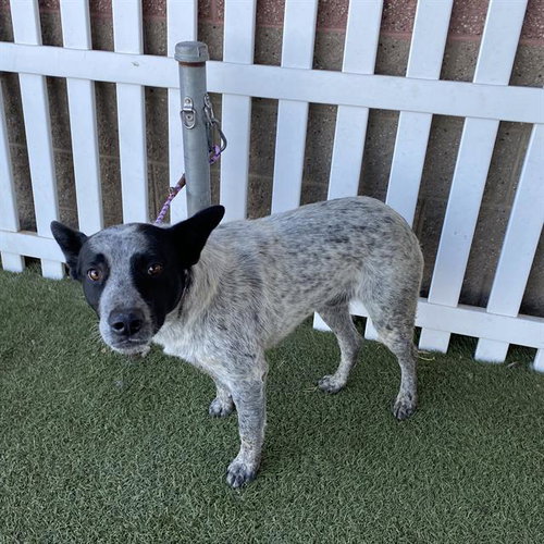 A615179, a dog for adoption from Stanislaus County Animal Services